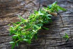 Cząber ogrodowy- Satureja hortensis