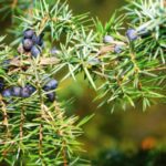 Jałowiec pospolity- Juniperus communis​