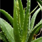 Aloes zwyczajny-  Aloe vera
