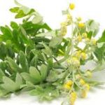 Bylica piołun- Artemisia absinthium