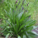 Babka lancetowata- łac. Plantago lancelota​