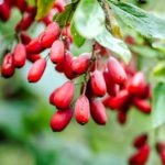 Berberys zwyczajny- łac. Berberis vulgaris