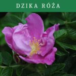 Dzika róża- Rosa canina- właściwości