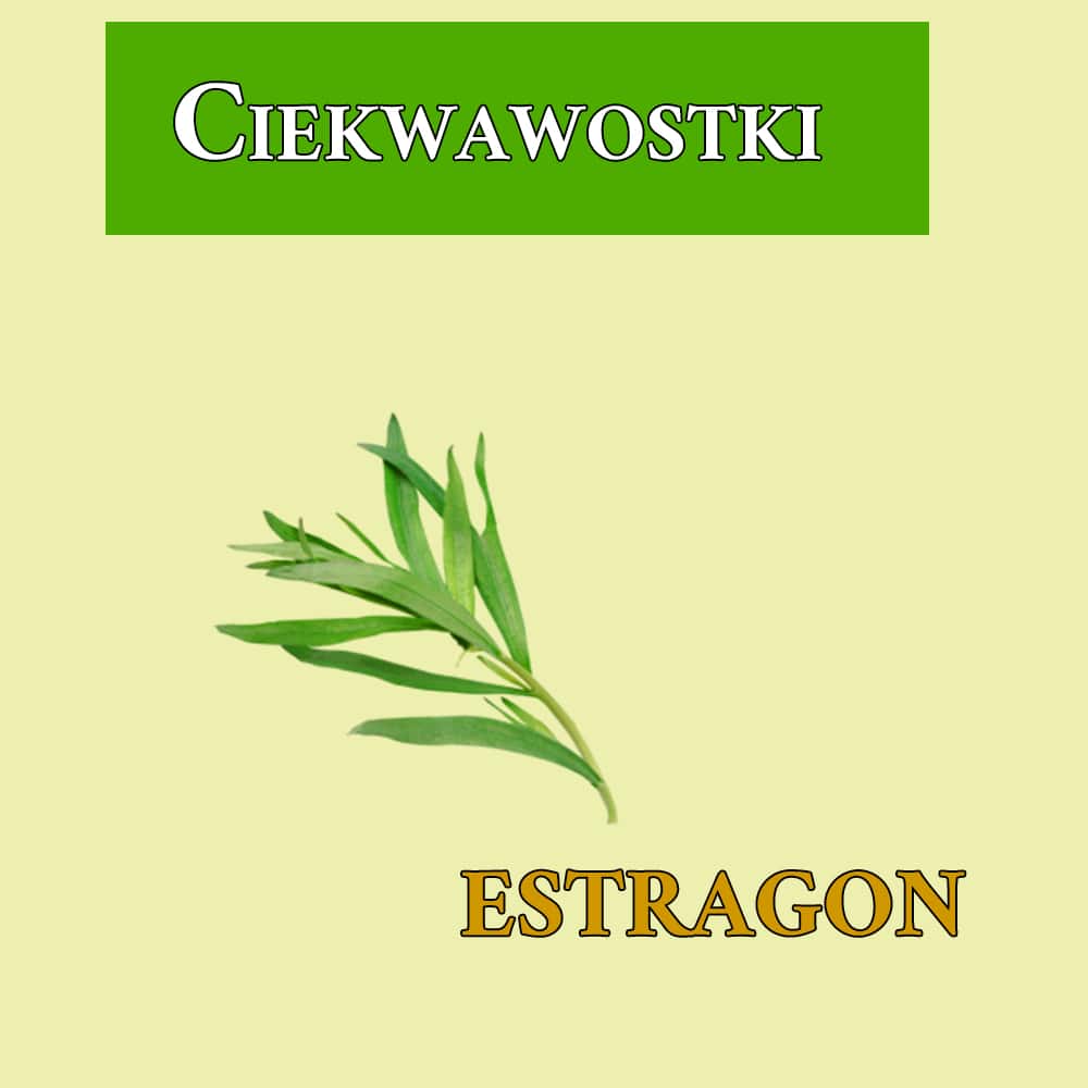 Estragon- ciekawostki o bylicy głupich