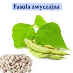 Fasola zwyczajna łac. Phaseolus vulgaris