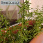 Tymianek łac. Thymus vulgaris
