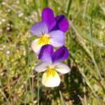 Fiołek trójbarwny- łac. Viola tricolor